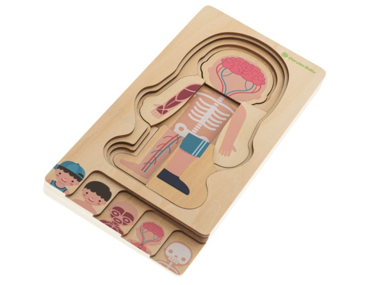 Puzzle-drewniane-warstwowe-budowa-ciala-montessori-chlopiec-5 Puzzle-drewniane-warstwowe-budowa-ciala-montessori-chlopiec-5