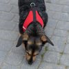 Szelki-dla-psa-bezuciskowe-odblaskowe-regulowane-lekkie-ze-smycza-M-8