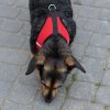 Szelki-dla-psa-bezuciskowe-odblaskowe-regulowane-lekkie-ze-smycza-XL-8
